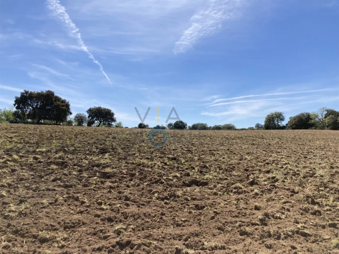 Terreno Agricola ou Rústico para Venda em Azinhoso Foto 5