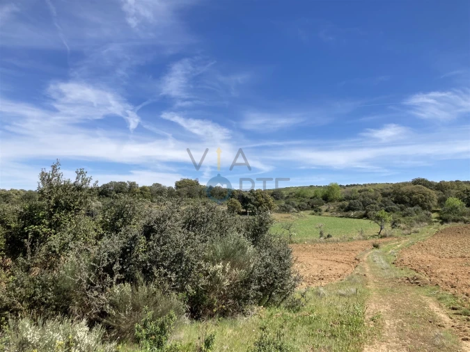 Terreno Agricola ou Rústico para Venda em Azinhoso Foto 10