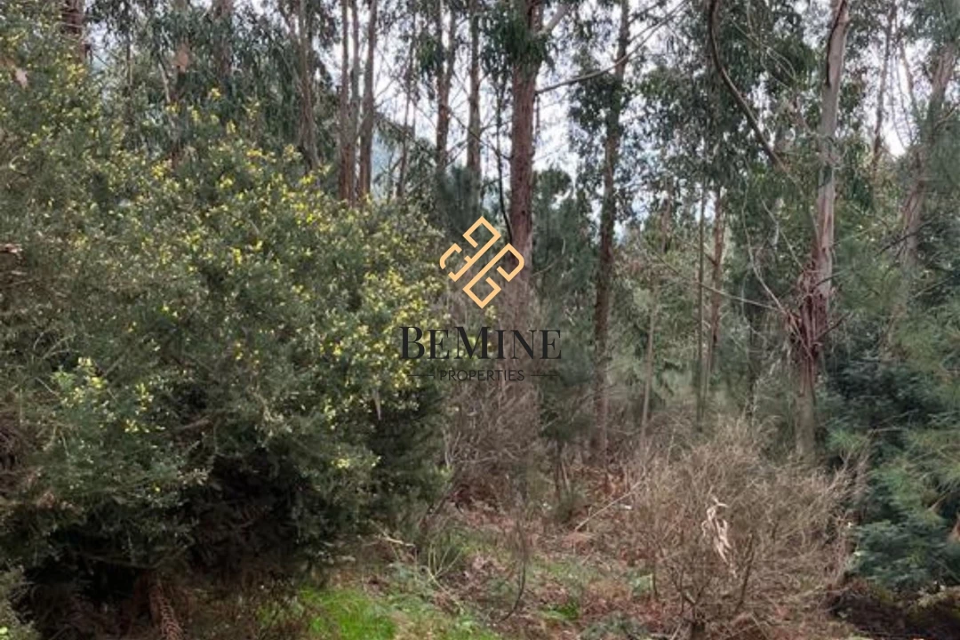 Terreno para Venda em Camacha Foto 2