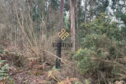 Terreno para Venda em Camacha