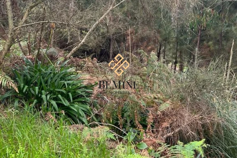 Terreno para Venda em Camacha Foto 3