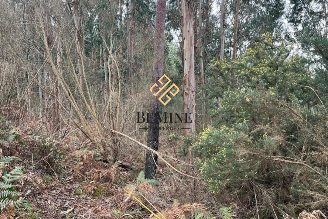 Terreno para Venda em Camacha Foto 4