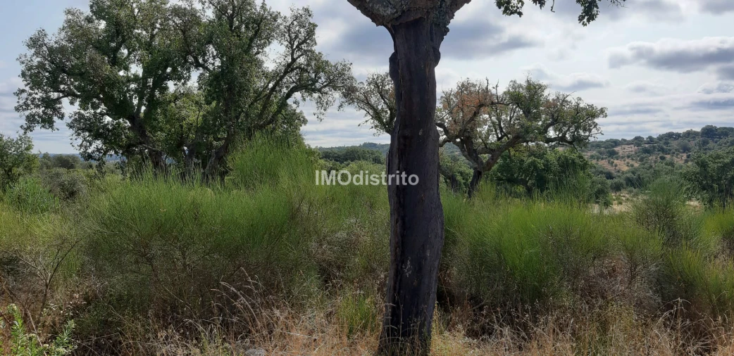 Terreno para Venda em Espírito Santo, Nossa Senhora da Graça e São Simão Foto 7