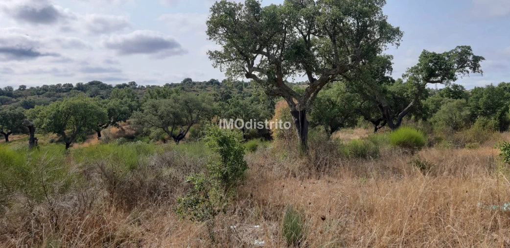 Terreno para Venda em Espírito Santo, Nossa Senhora da Graça e São Simão Foto 5