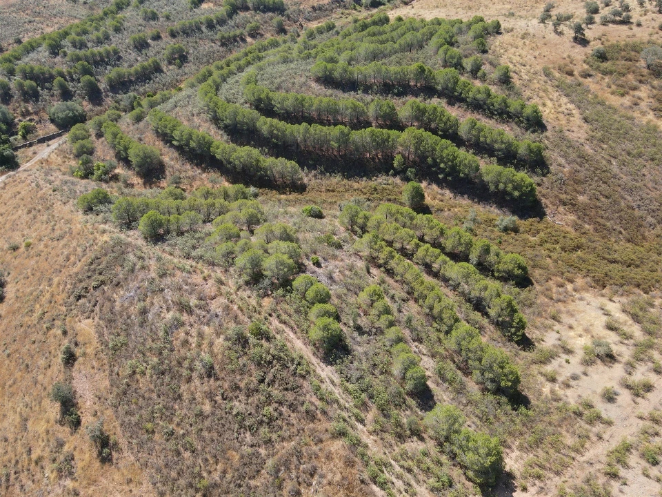 Terreno Agricola ou Rústico para Venda em Vaqueiros Foto 4