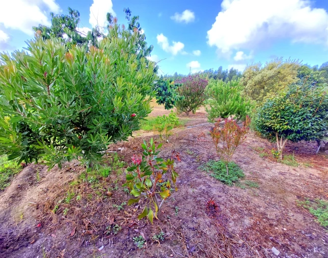 Prédio para Venda em Carriço Foto 32