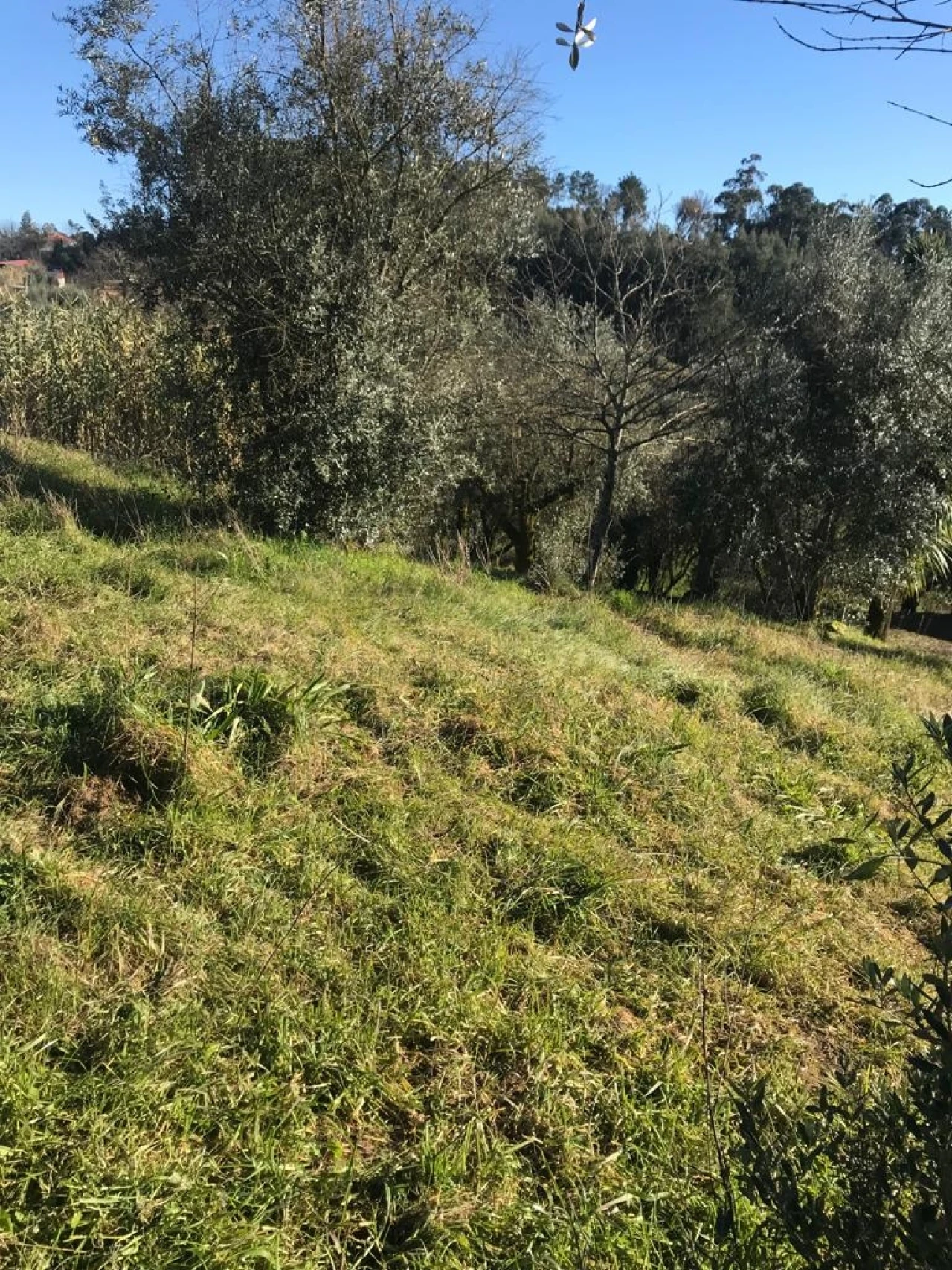 Terreno para Venda em São Cipriano e Vil de Souto Foto 5