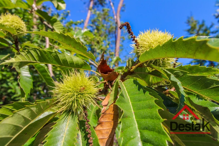 Quinta T3 para Venda em Sul Foto 16
