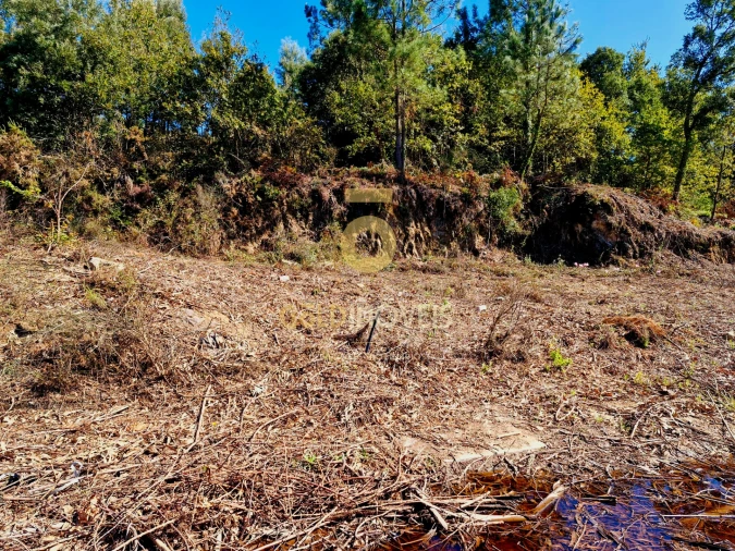 Terreno para Venda em Pinheiro da Bemposta, Travanca e Palmaz Foto 4