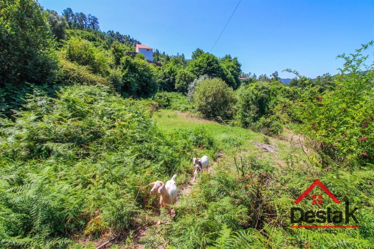 Quinta T0 para Venda em Vila Maior Foto 13