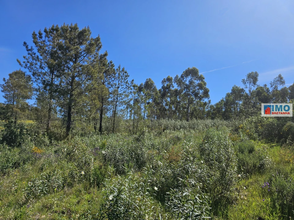 Terreno Agricola ou Rústico para Venda em Sarnadas de Rodão Foto 18