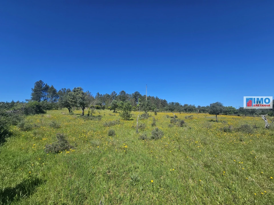 Terreno Agricola ou Rústico para Venda em Sarnadas de Rodão Foto 15