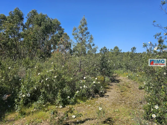 Terreno Agricola ou Rústico para Venda em Sarnadas de Rodão Foto 21