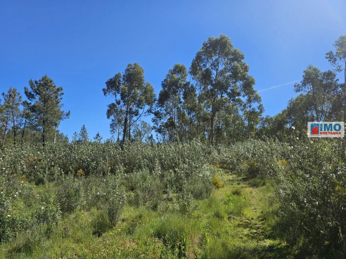 Terreno Agricola ou Rústico para Venda em Sarnadas de Rodão Foto 19