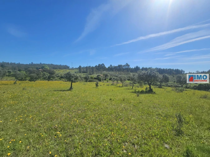 Terreno Agricola ou Rústico para Venda em Sarnadas de Rodão Foto 10