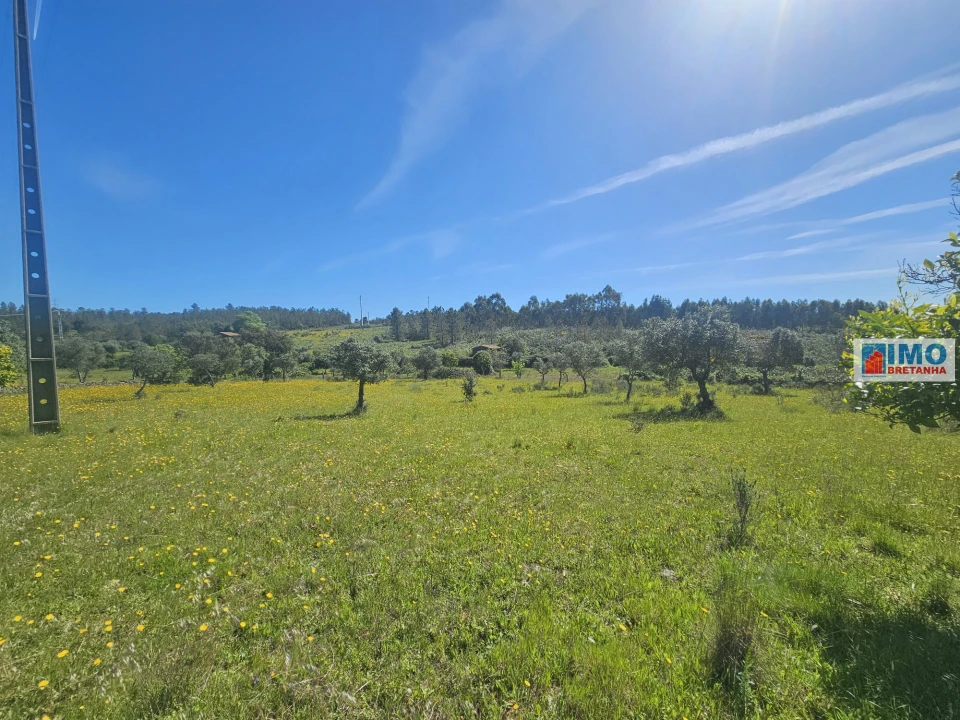 Terreno Agricola ou Rústico para Venda em Sarnadas de Rodão Foto 8