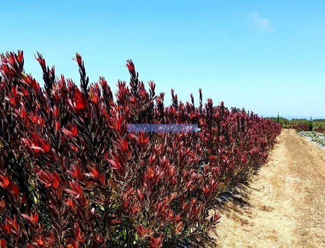 Terreno Agricola ou Rústico para Venda em Lagos (São Sebastião e Santa Maria) Foto 3