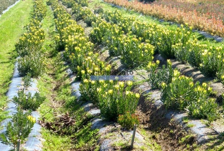 Terreno Agricola ou Rústico para Venda em Lagos (São Sebastião e Santa Maria) Foto 5