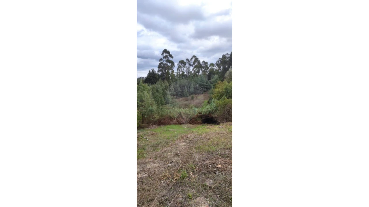 Terreno para Venda em São Martinho do Bispo e Ribeira de Frades Foto 4