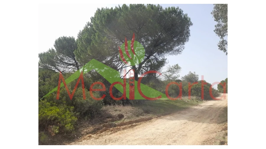 Terreno para Venda em Manique do Intendente, Vila Nova de São Pedro e Maçussa Foto 6