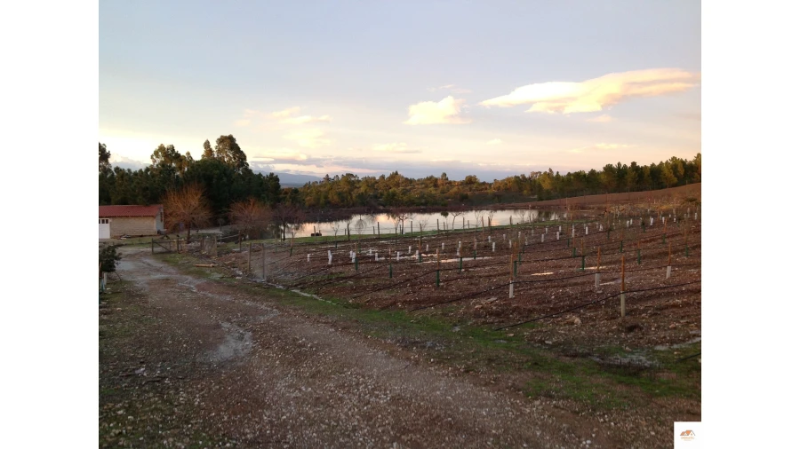 Quinta T3 para Venda em Benquerenças Foto 24