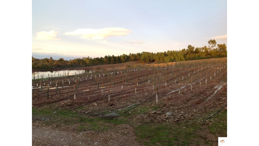 Quinta T3 para Venda em Benquerenças Foto 25