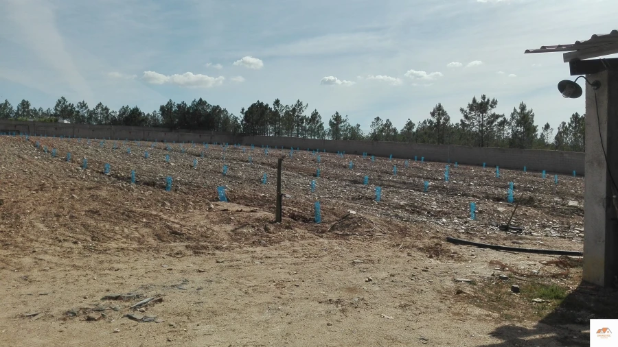 Quinta T3 para Venda em Benquerenças Foto 20