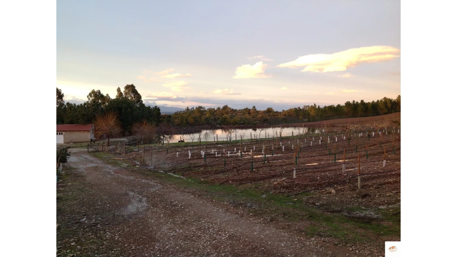 Quinta T3 para Venda em Benquerenças Foto 28