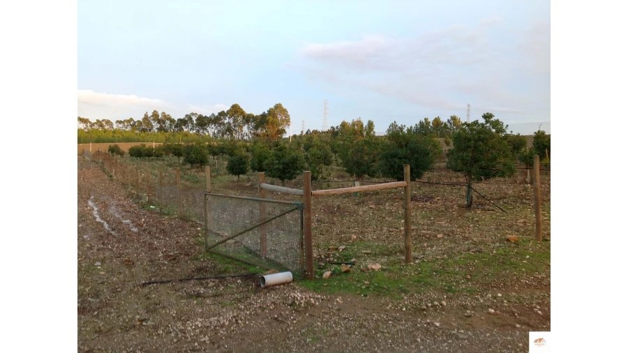 Quinta T3 para Venda em Benquerenças Foto 26