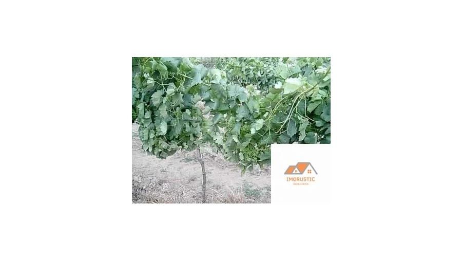 Quinta para Venda em Espírito Santo, Nossa Senhora da Graça e São Simão Foto 16