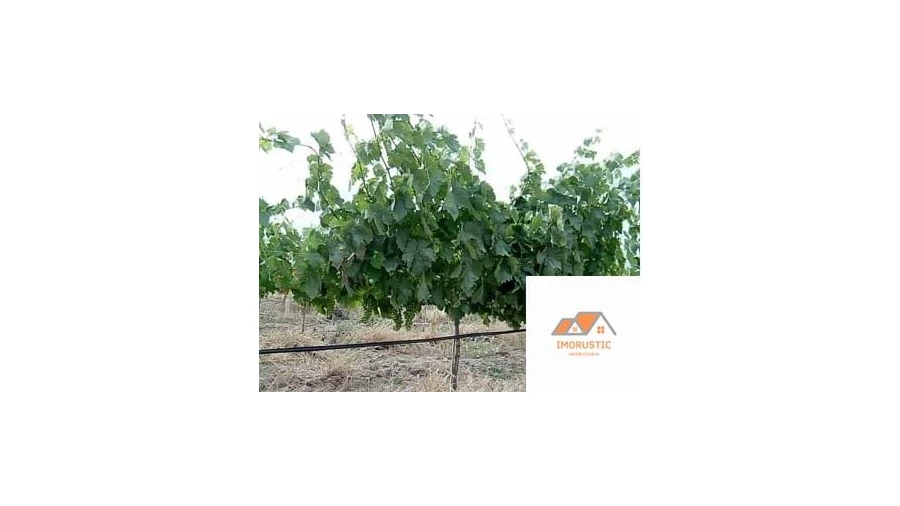 Quinta para Venda em Espírito Santo, Nossa Senhora da Graça e São Simão Foto 17