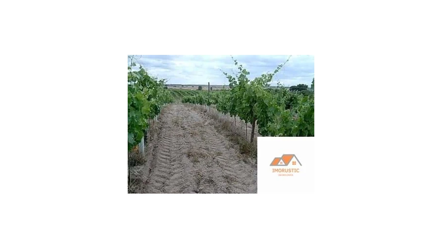 Quinta para Venda em Espírito Santo, Nossa Senhora da Graça e São Simão Foto 9