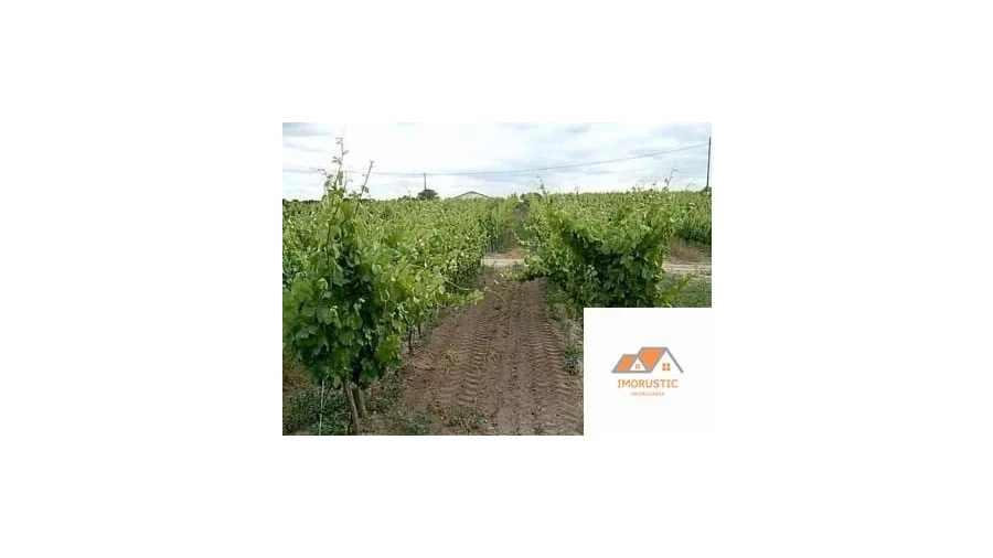 Quinta para Venda em Espírito Santo, Nossa Senhora da Graça e São Simão Foto 14