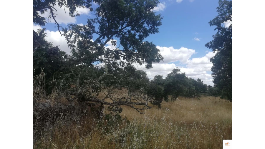 Quinta para Venda em Nossa Senhora da Graça de Povoa e Meadas Foto 7