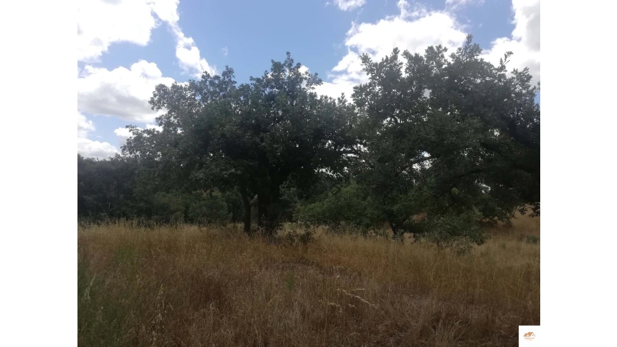 Quinta para Venda em Nossa Senhora da Graça de Povoa e Meadas Foto 8