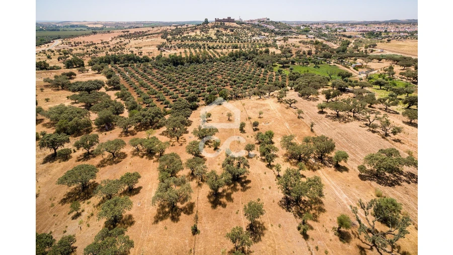 Terreno para Venda em Terena (São Pedro) Foto 12