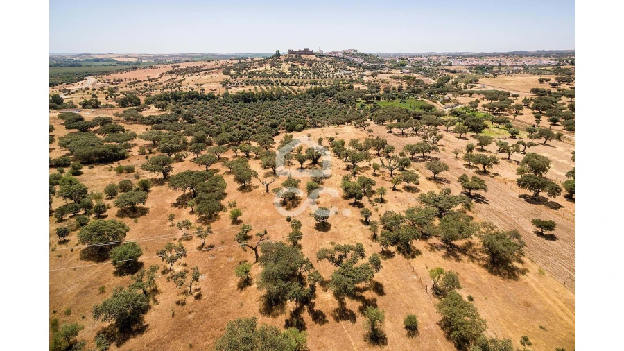 Terreno para Venda em Terena (São Pedro) Foto 11