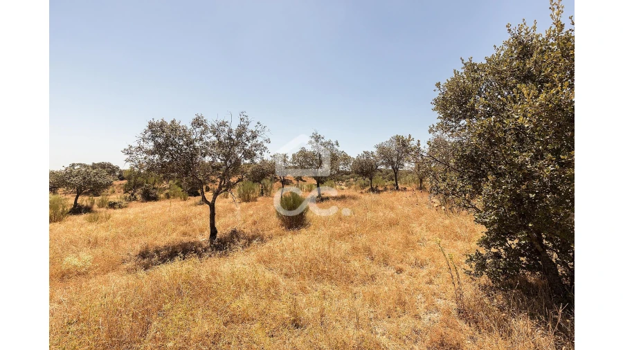 Terreno para Venda em Terena (São Pedro) Foto 11