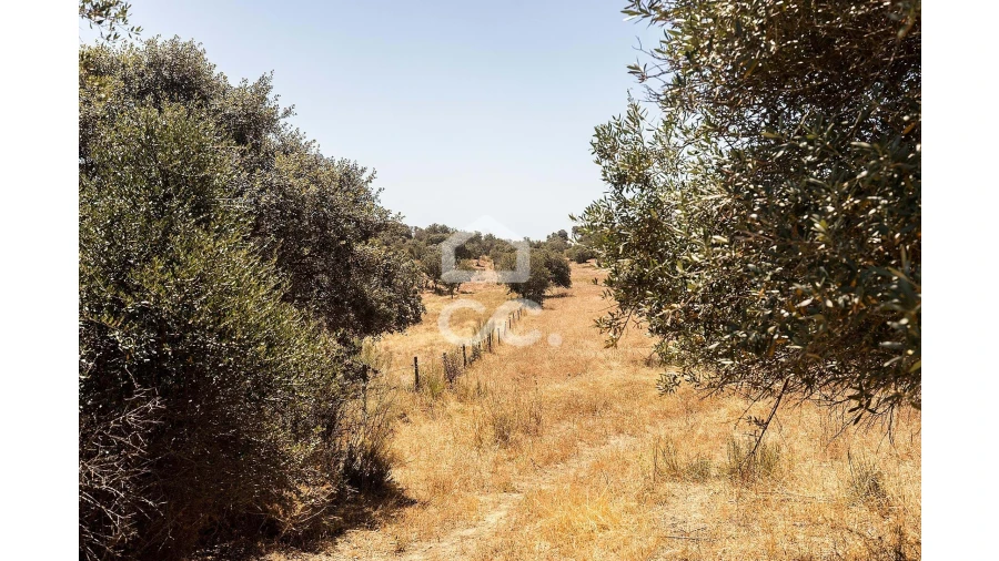Terreno para Venda em Terena (São Pedro) Foto 12