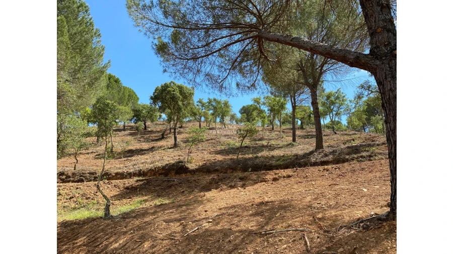 Quinta para Venda em São Bartolomeu de Messines Foto 2