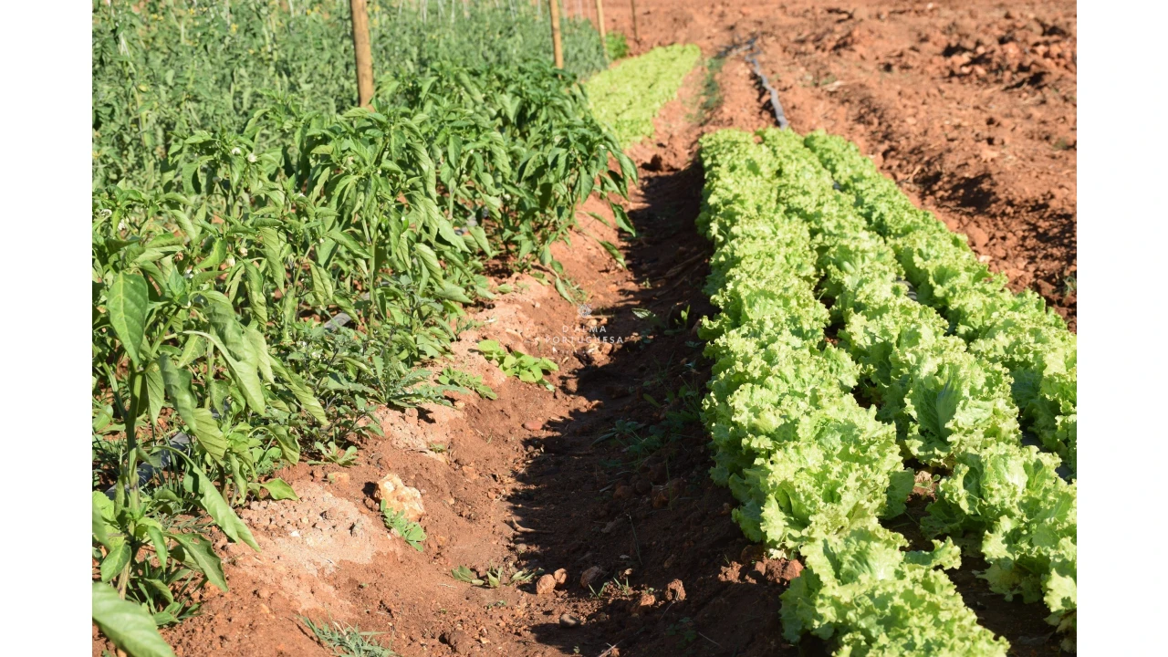 Terreno para Venda em Albufeira e Olhos de Água Foto 31