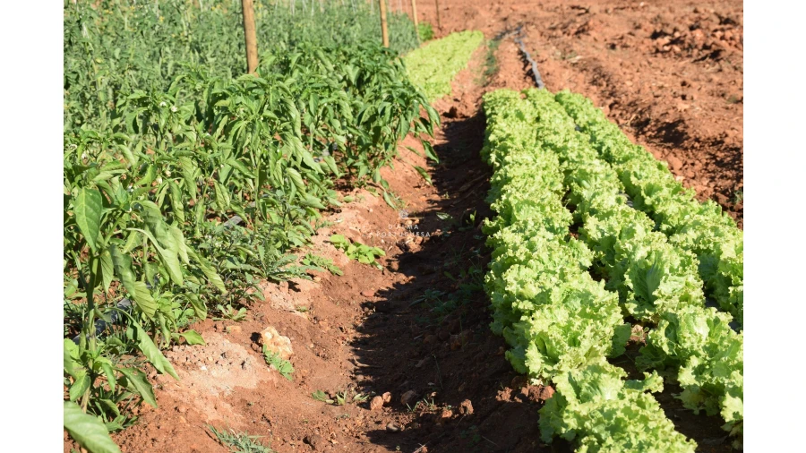 Terreno para Venda em Albufeira e Olhos de Água Foto 31