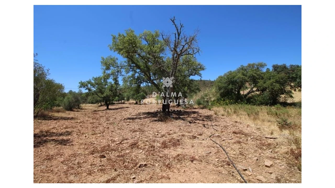 Terreno para Venda em Salir Foto 4