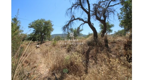 Terreno para Venda em Salir