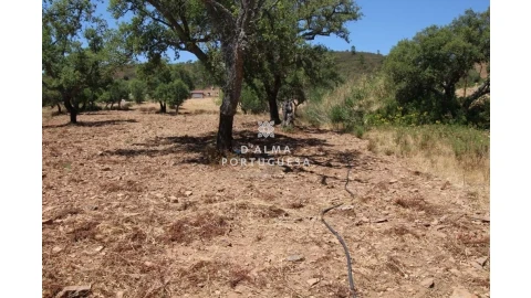 Terreno para Venda em Salir
