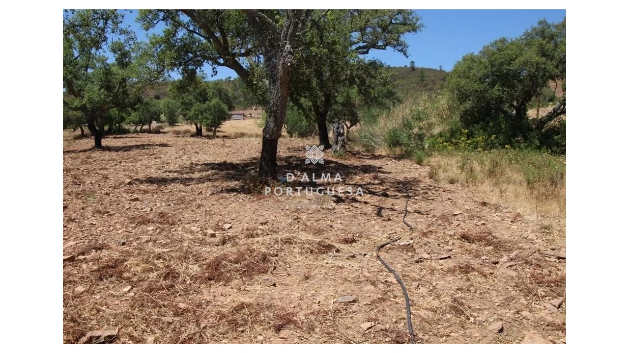 Terreno para Venda em Salir Foto 5