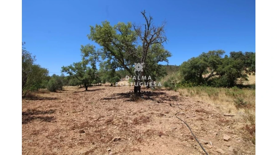 Terreno para Venda em Salir Foto 4