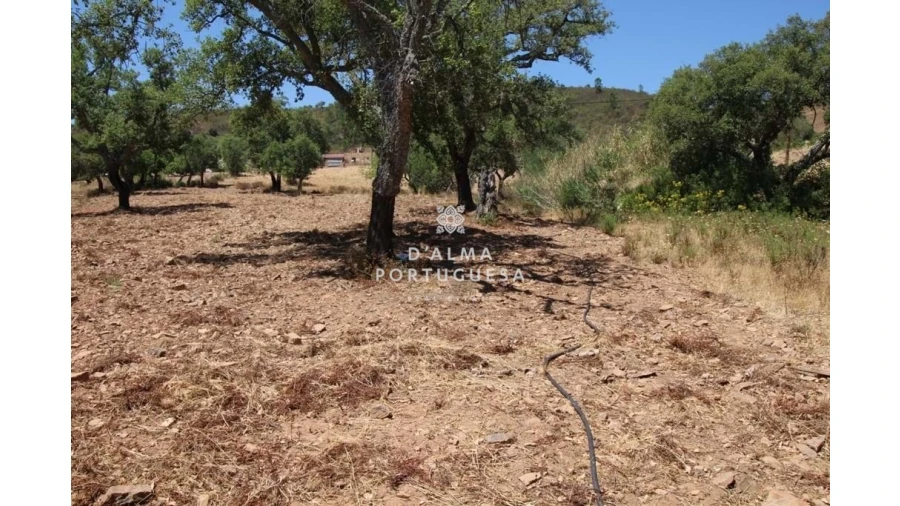 Terreno para Venda em Salir Foto 5