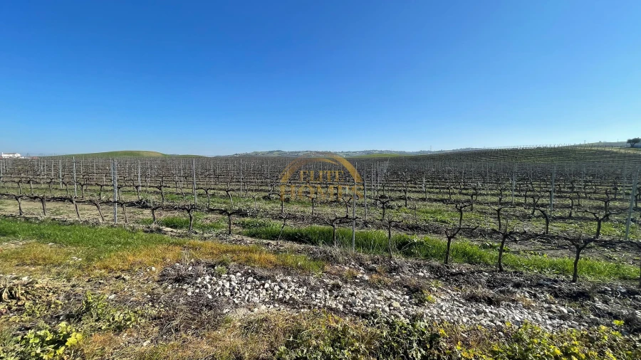 Quinta T5 para Venda em Carregado e Cadafais Foto 5