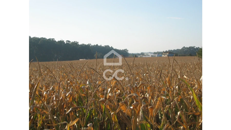 Terreno para Venda em Vila Nova da Telha Foto 8